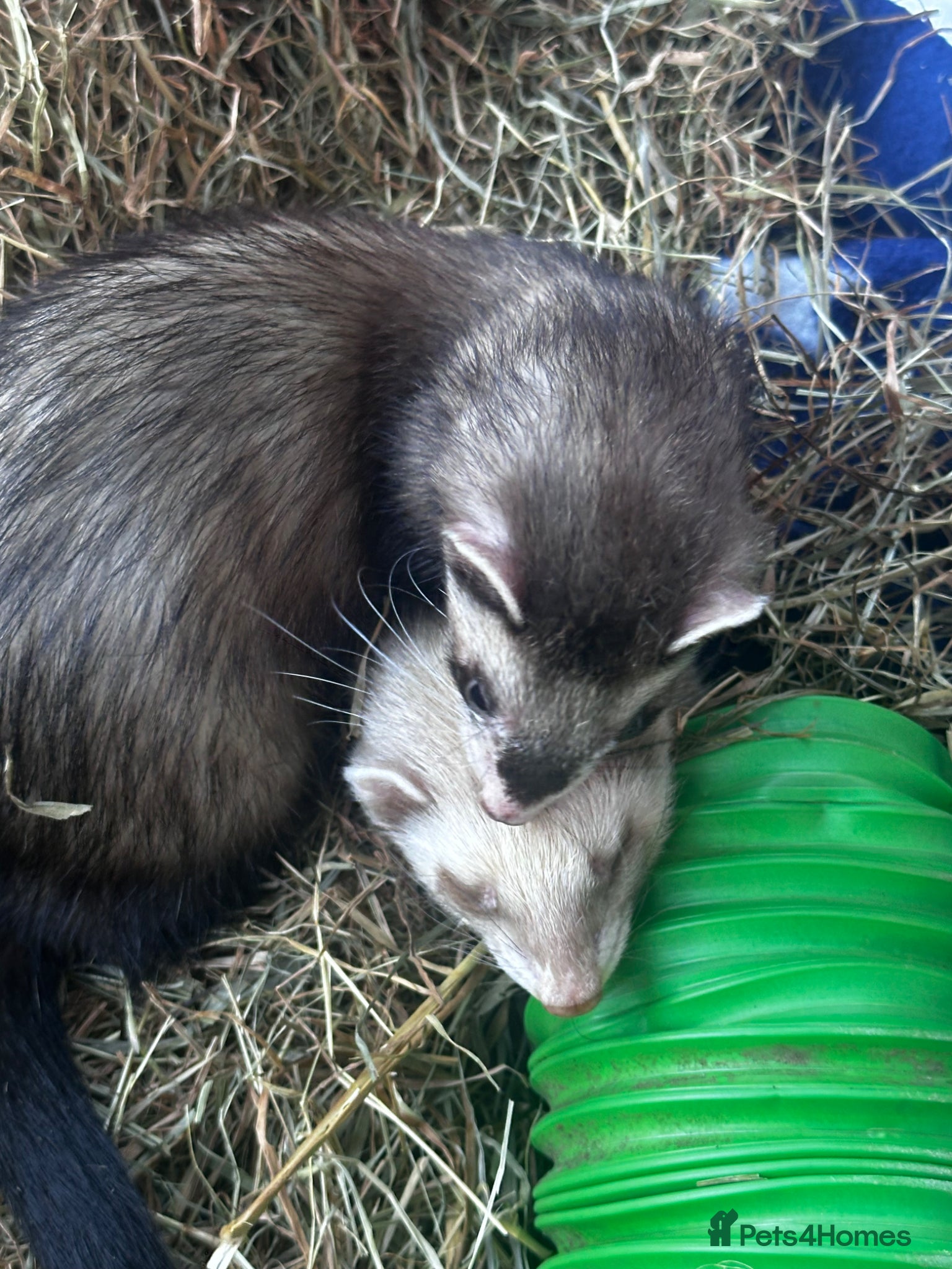 Ferret rodents 2 female ferrets - Advert 1