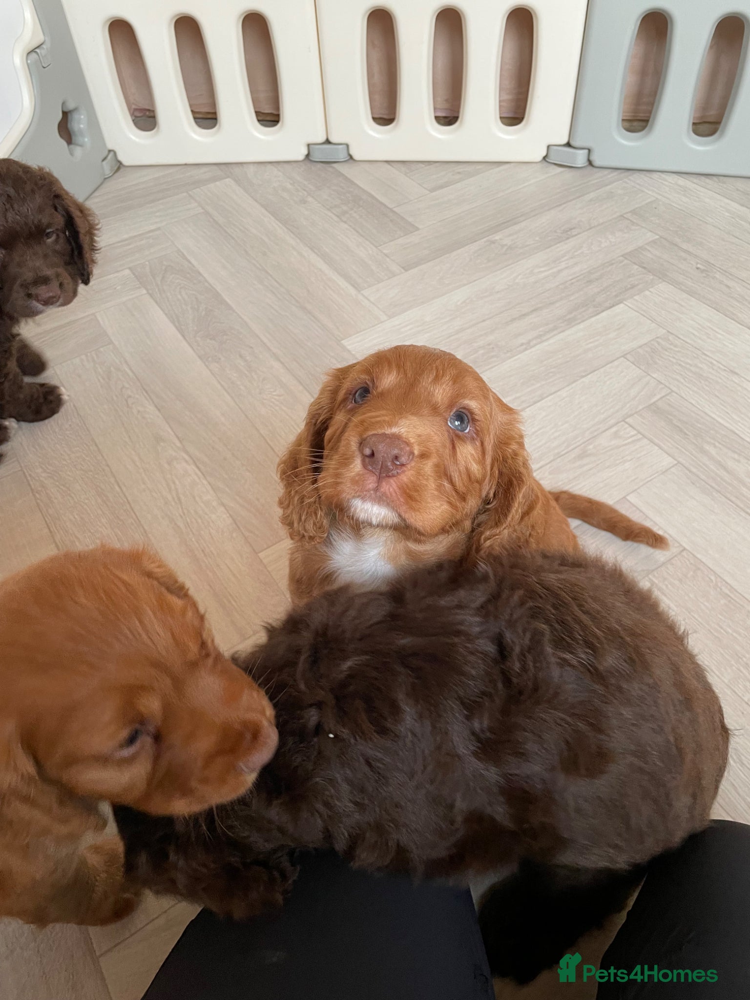 Cocker Spaniel dogs Strong Thick Coated Beautiful Working Cocker Pups - Advert 2