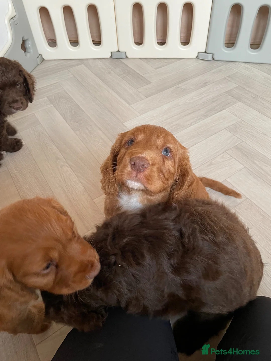 Cocker Spaniel dogs for sale: Strong Thick Coated Beautiful Working Cocker Pups - Advert 2