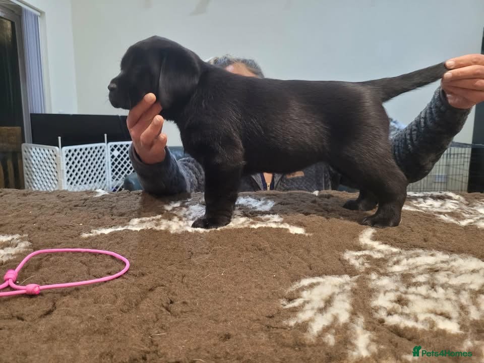 Labrador Retriever dogs 🐾Exceptional Black Labrador Retriever Puppies🐾 - Advert 8