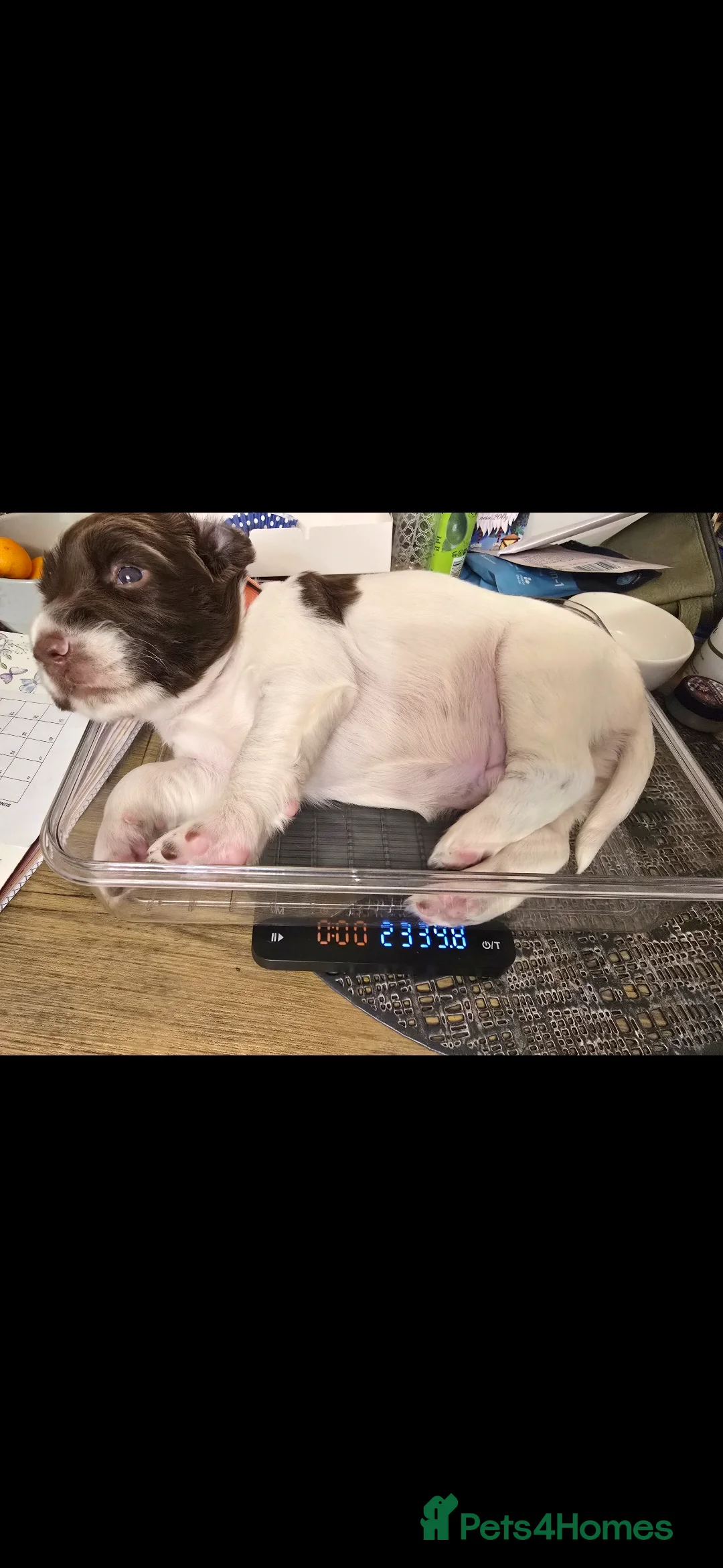 English Springer Spaniel dogs for sale: Health Tested KS English Springer Spaniel puppies  - Advert 13