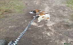 Jack Russell dogs for sale: Beautiful litter of jack Russell puppies  - Image 19