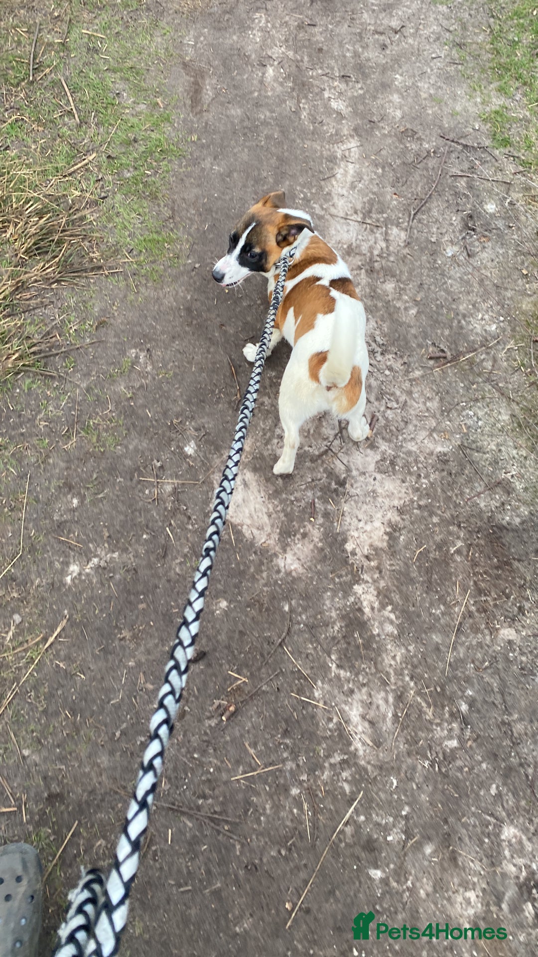 Jack Russell dogs for sale: Beautiful litter of jack Russell puppies  - Image 19