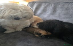 Shih Tzu dogs for sale: Imperial Shihtzu - Image 7