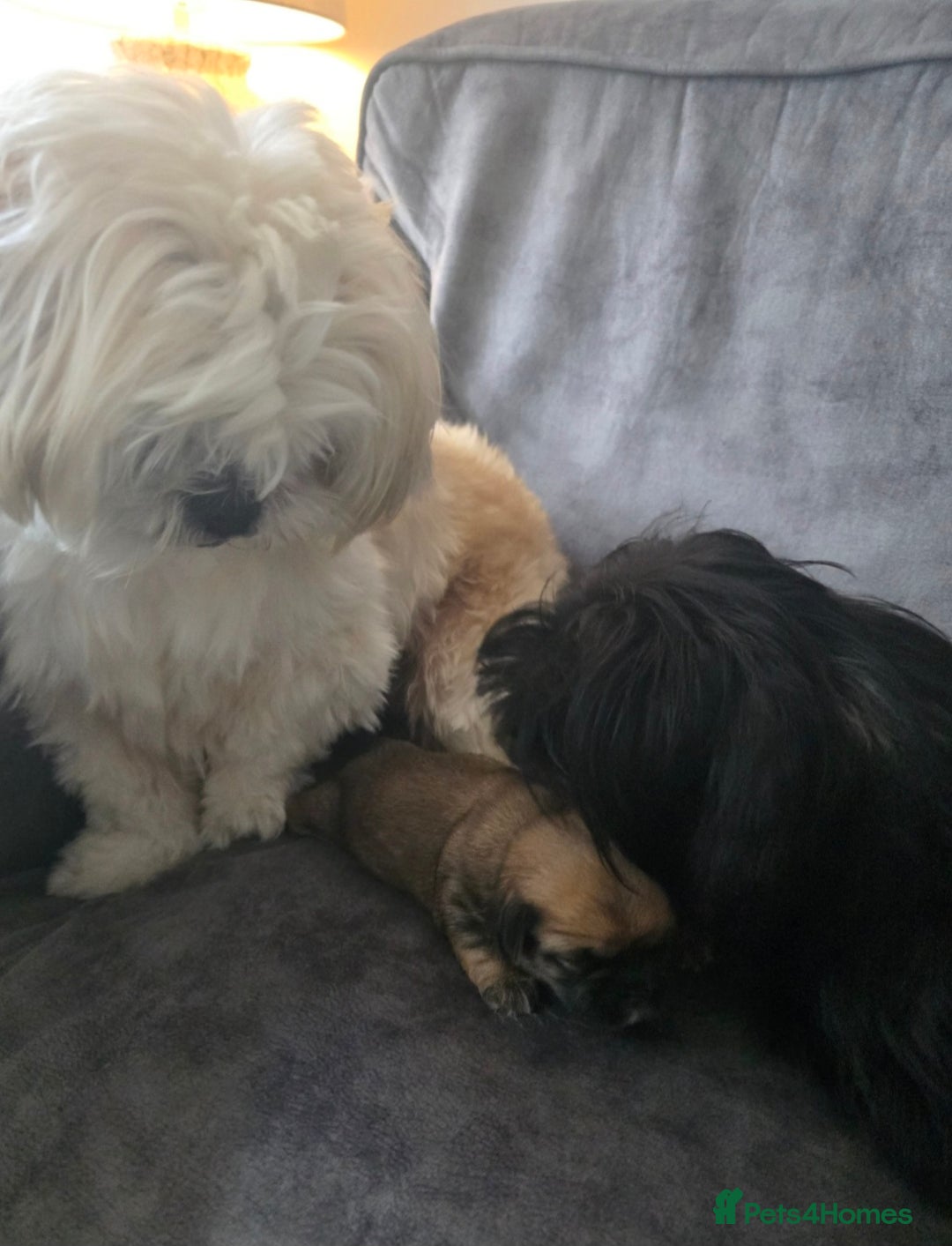 Shih Tzu dogs for sale: Imperial Shihtzu - Image 7