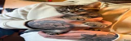Mixed Breed cats for sale: Gorgeous kittens - Advert 18