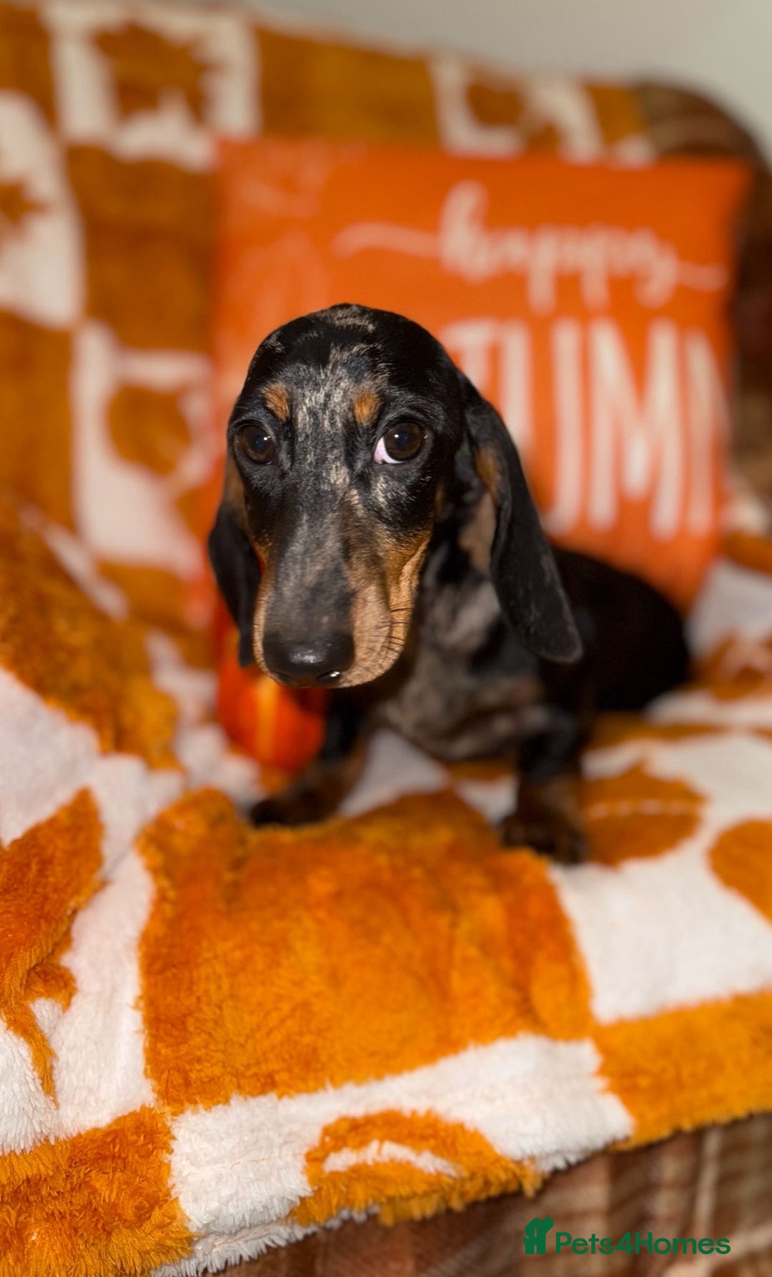 Miniature Dachshund dogs for sale: 🩷🩷 Two Beautiful KC girls🩷🩷 - Image 6