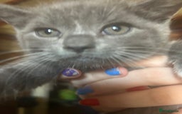 Mixed Breed cats for sale: Blue male with white socks  - Image 11