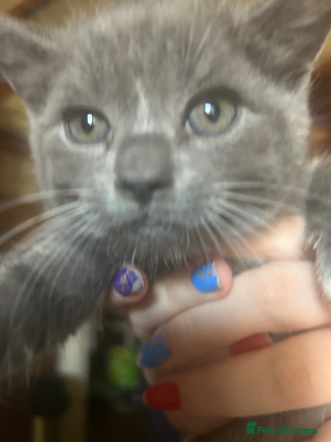 Mixed Breed cats for sale: Blue male with white socks  - Image 11
