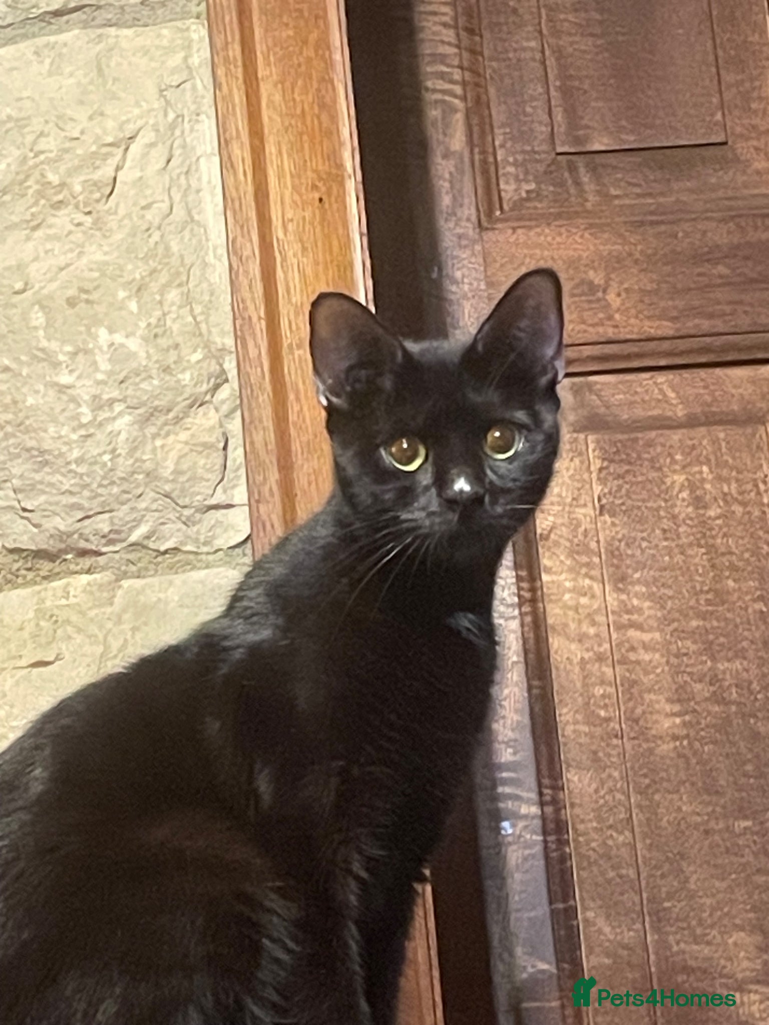 Mixed Breed cats Skye, rescue cat in need of new home - Advert 1