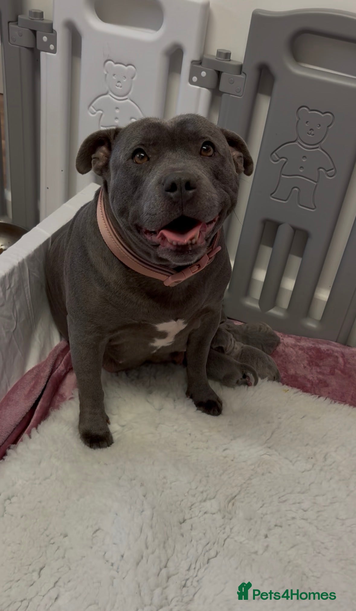 Staffordshire Bull Terrier dogs Beautiful Staffy Puppies – Ready Soon - Advert 18