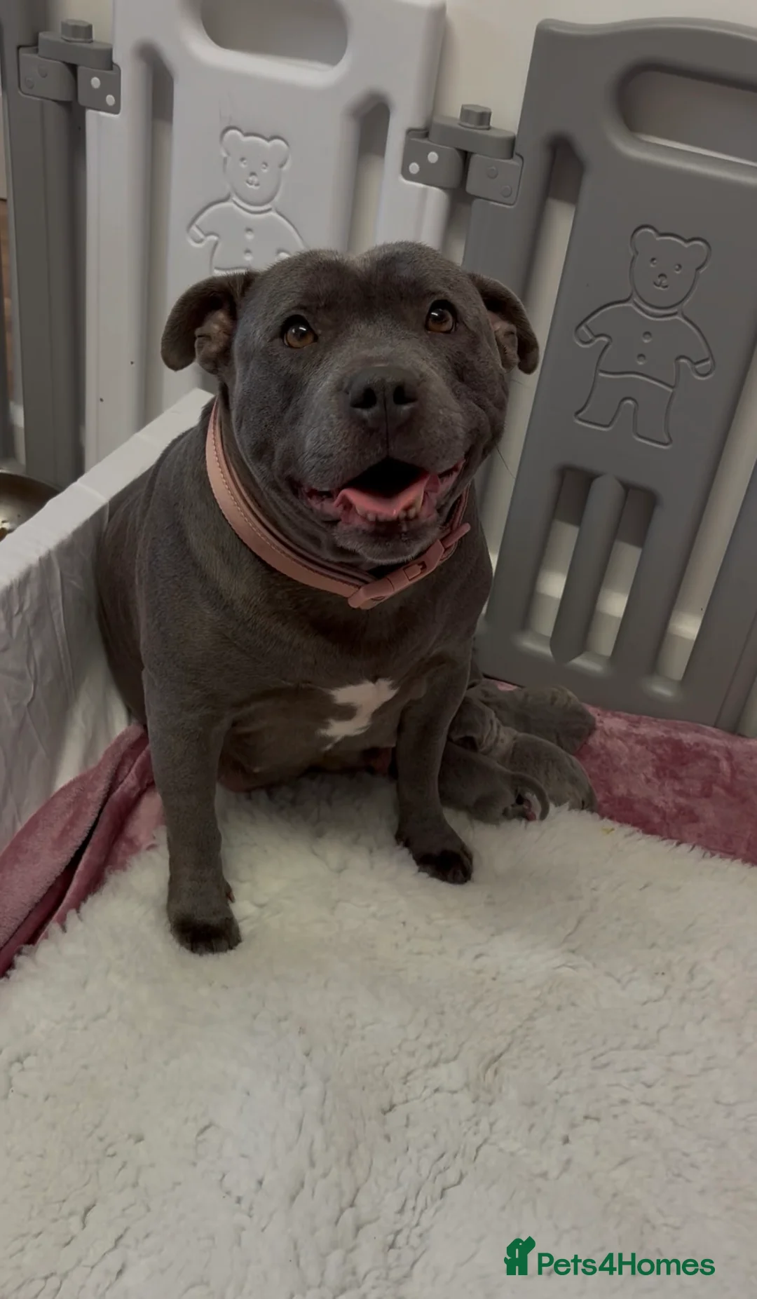 Staffordshire Bull Terrier dogs for sale: Beautiful Staffy Puppies – Ready Soon in Yeovil - Advert 1