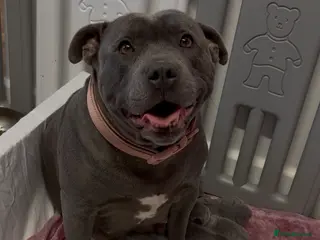 Staffordshire Bull Terrier dogs Beautiful Staffy Puppies – Ready Soon - Advert 18