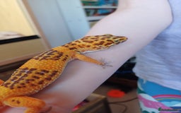 Leopard Gecko reptiles for sale: Leopard Gecko 16mnths old Female - Advert 7