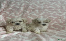 Maltipoo dogs for sale: Multipoo puppys - Image 1