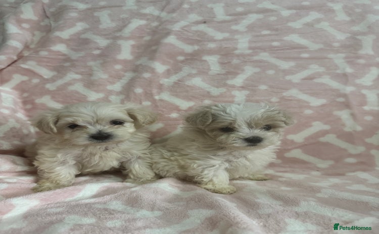 Maltipoo dogs - Advert 1