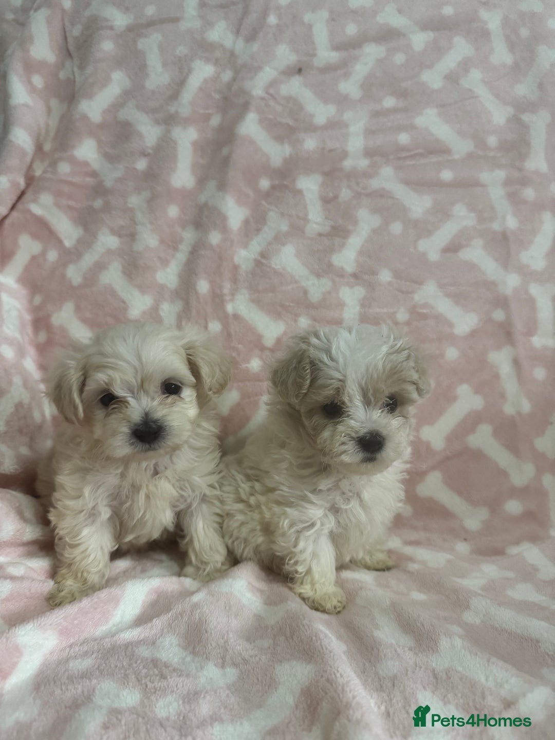 Maltipoo dogs for sale: Multipoo puppys - Image 1