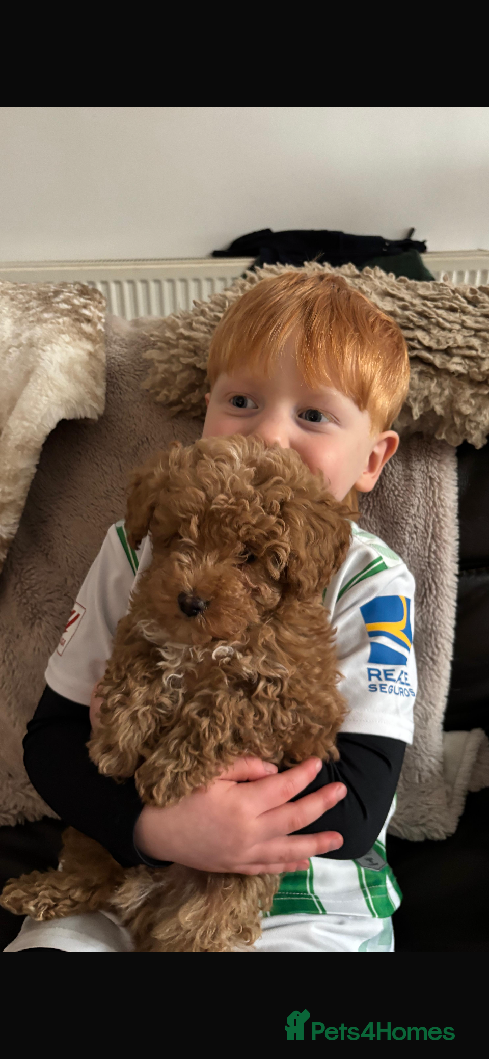 Toy Poodle dogs Toy poodle  ready to leave now  - Advert 10