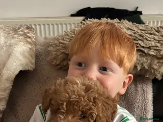 Toy Poodle dogs Toy poodle ready to leave now - Advert 10