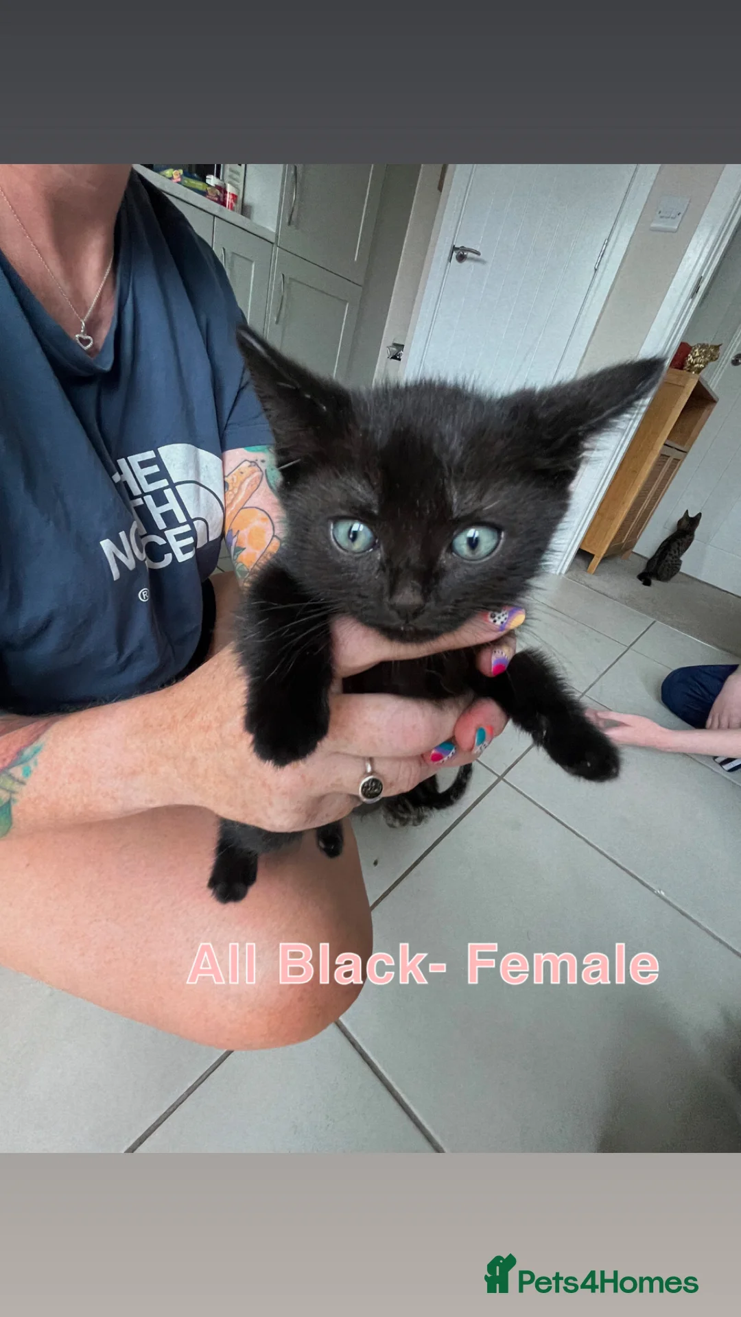 Domestic Shorthair cats for sale: Sociable Kittens - Advert 2
