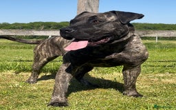 Presa Canario dogs for sale: Presa Canario Puppies - Image 1