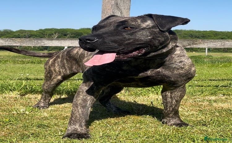 Presa Canario dogs - Advert 1