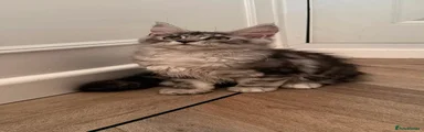 Maine Coon Kitten 4