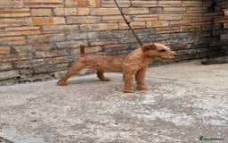 Lakeland Terrier dogs for stud: Quality lakeland standing at stud  - Image 3