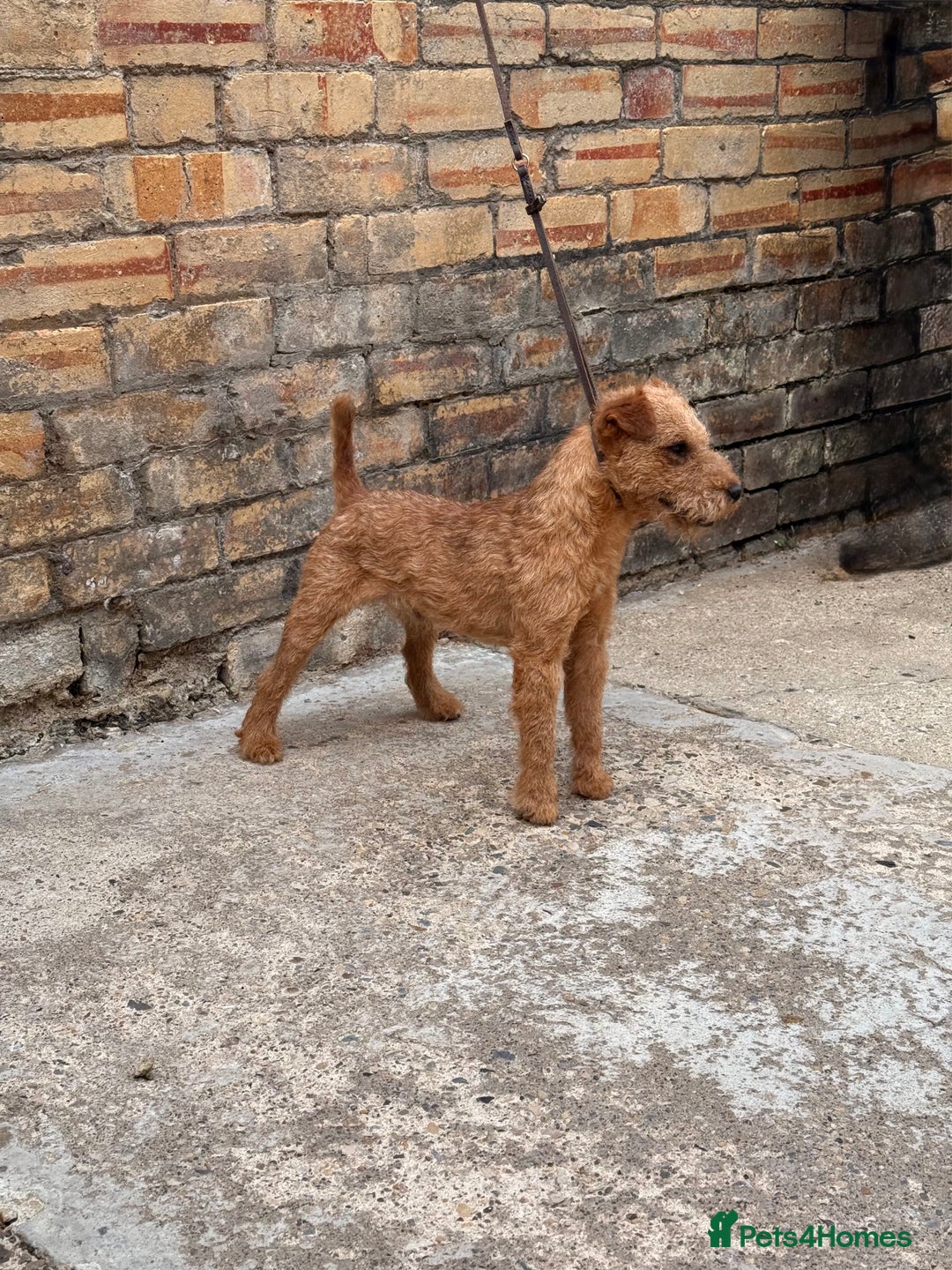 Lakeland Terrier dogs for stud: Quality lakeland standing at stud  - Image 3