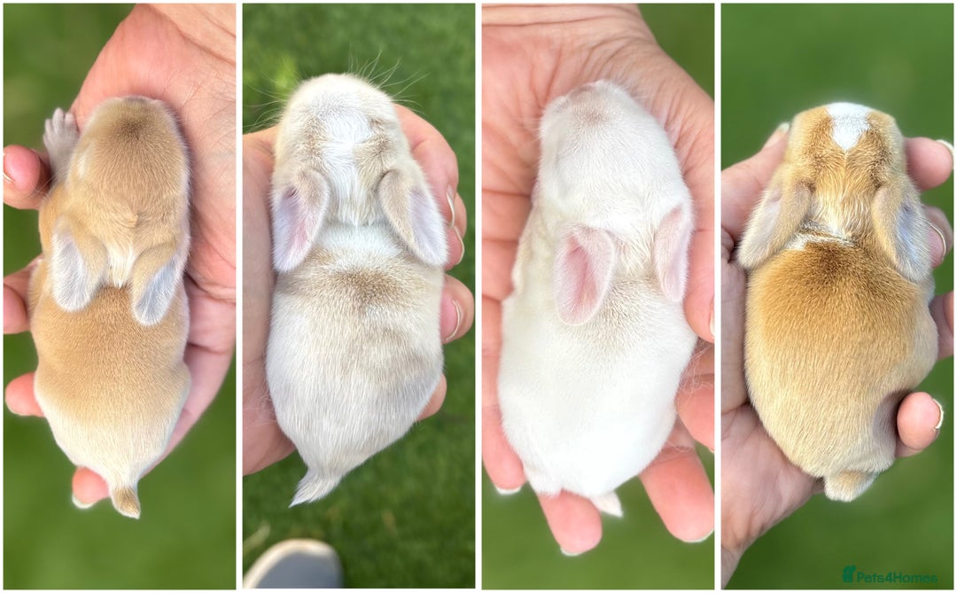 Mini Lop rabbits for sale: 4 beautiful mini lop babies - Image 7