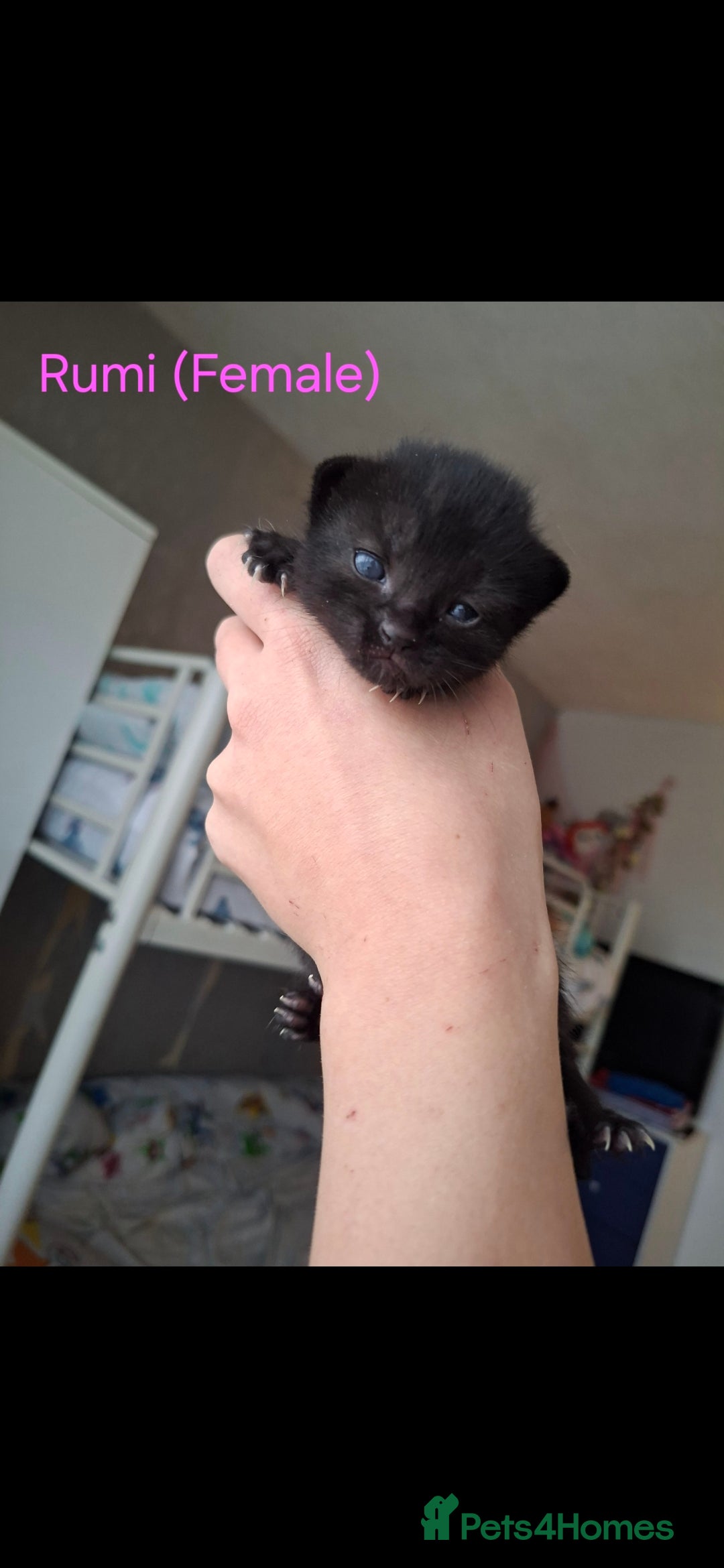 Domestic Shorthair cats for sale: 5 BEAUTIFUL KITTENS 😸  - Image 5