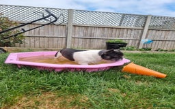 French Bulldog dogs for sale: Pink floodle producer Male - Image 6