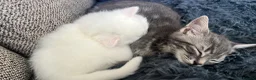 British Shorthair cats for sale: BSH Kitten  in Birmingham - Advert 2