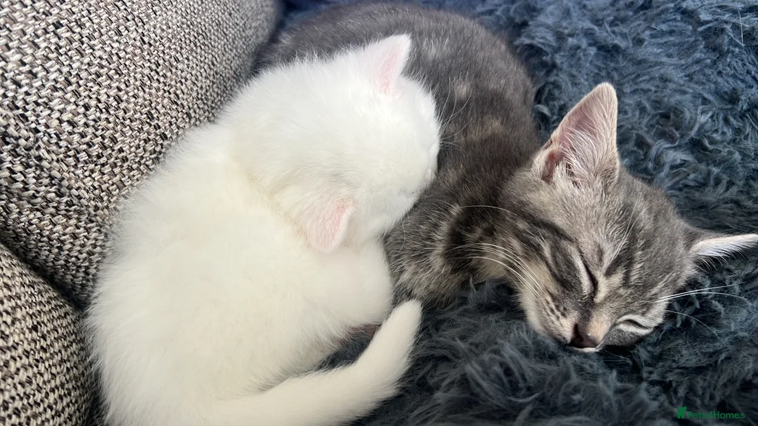 British Shorthair cats for sale: BSH Kitten  in Birmingham - Advert 2