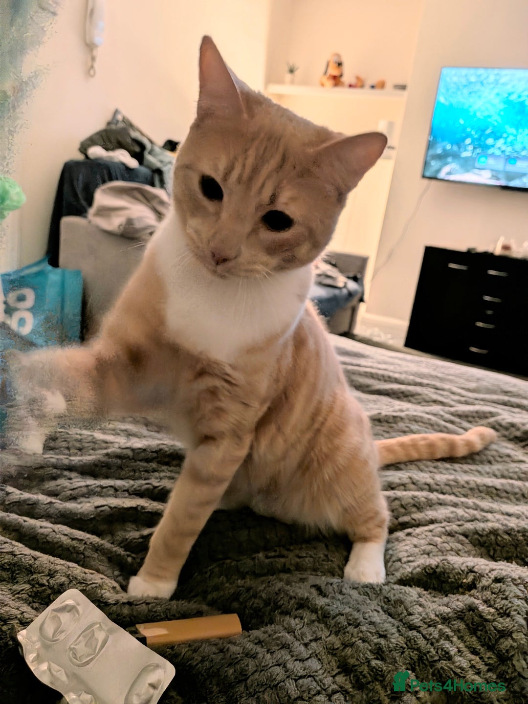 Mixed Breed cats for sale: 7 month old kitten - Advert 1