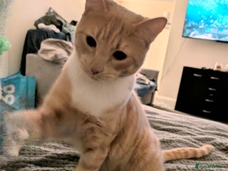 Mixed Breed cats 7 month old kitten - Advert 2