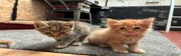 Mixed Breed cats for sale: Ginger Farm kittens  - Advert 8