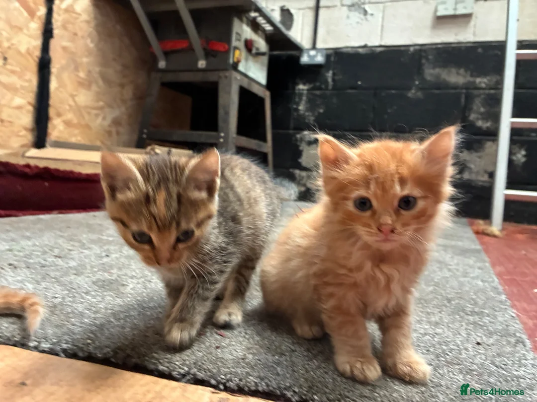 Mixed Breed cats for sale: Ginger Farm kittens  - Advert 8