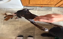 Mixed Breed dogs for sale: Saluki x lurcher puppy - Advert 7