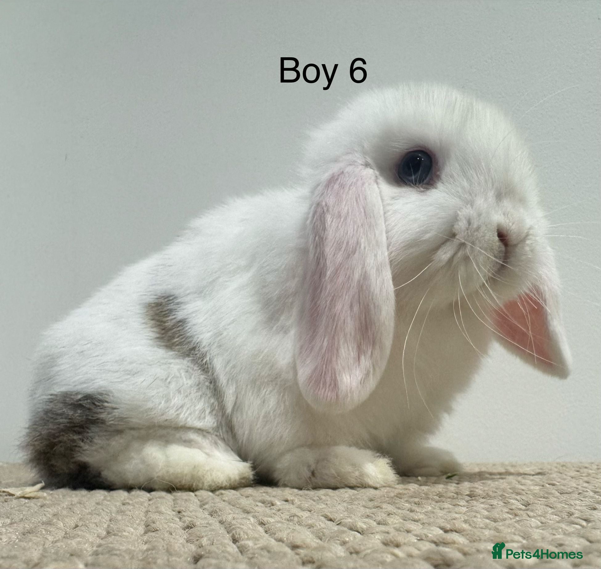 Mini Lop rabbits ✨3 BOYS LEFT! STUNNING MINI LOP, READY TO RESERVE✨ - Advert 1