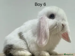 Mini Lop rabbits for sale: â¨4 BOYS LEFT! STUNNING MINI LOP, READY TO RESERVE⨠- Advert 2