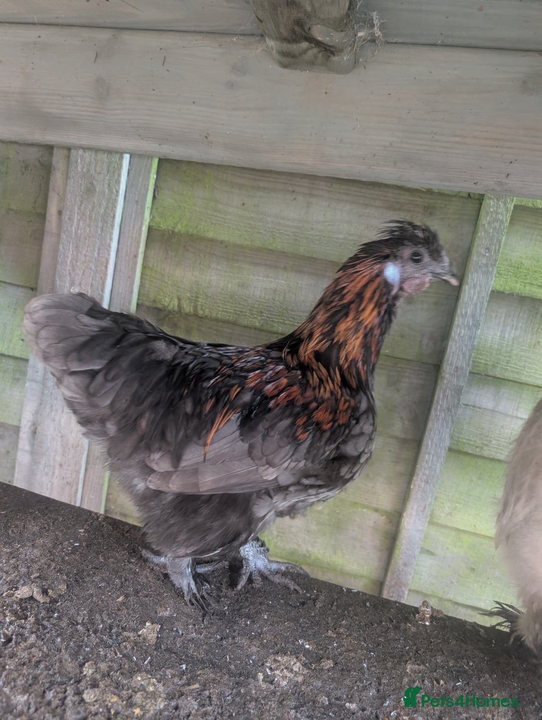 Chickens poultry for sale: Gorgeous rooster - Advert 2