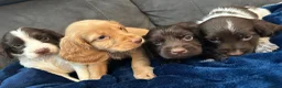 Cocker Spaniel dogs for sale: Cocker Spaniel Puppies  - Advert 20