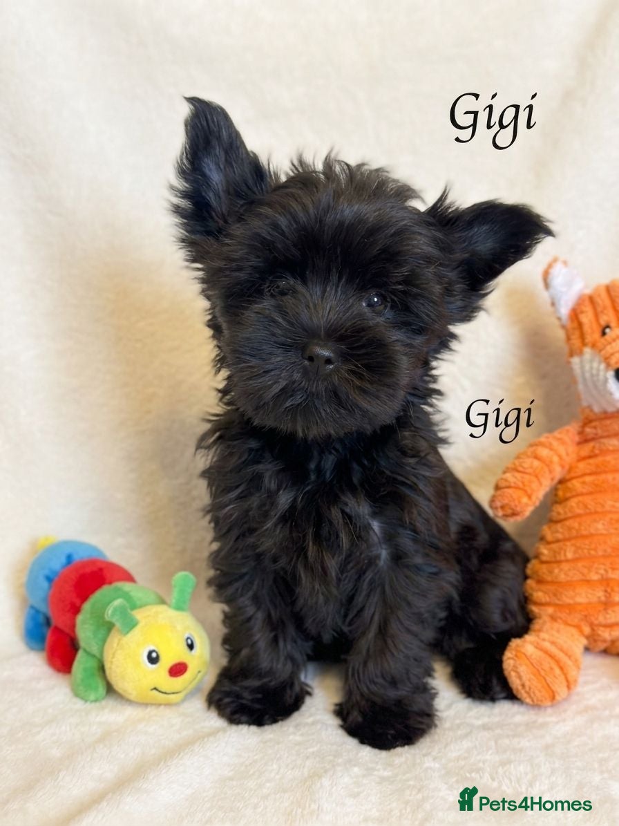 Yorkshire Terrier dogs Rare Chocolate-Gene Yorkshire Terrier Girls–Ready  - Advert 11