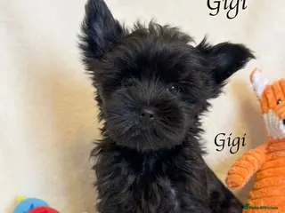 Yorkshire Terrier dogs Rare Chocolate-Gene Yorkshire Terrier Girls–Ready - Advert 11