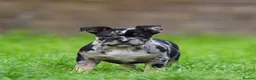American Bully dogs for sale: READY NOW 9 beautiful ABKC pocket bullies - Advert 23
