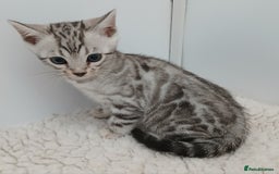 Bengal cats for sale: Stunning Bengal kittens - Image 13