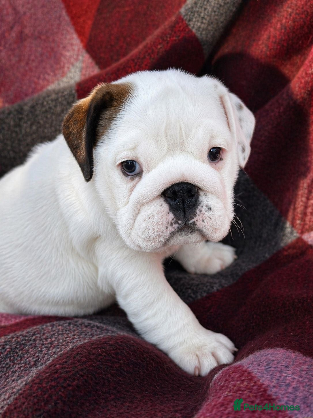 English Bulldog dogs English bulldog Bitch Pup - Advert 2