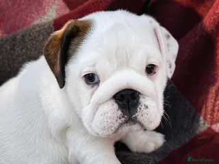 English Bulldog dogs English bulldog Bitch Pup - Advert 2