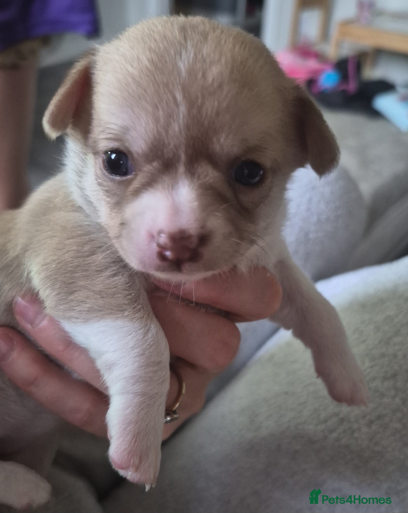 Chihuahua dogs for sale: Female chihuahua - Advert 14